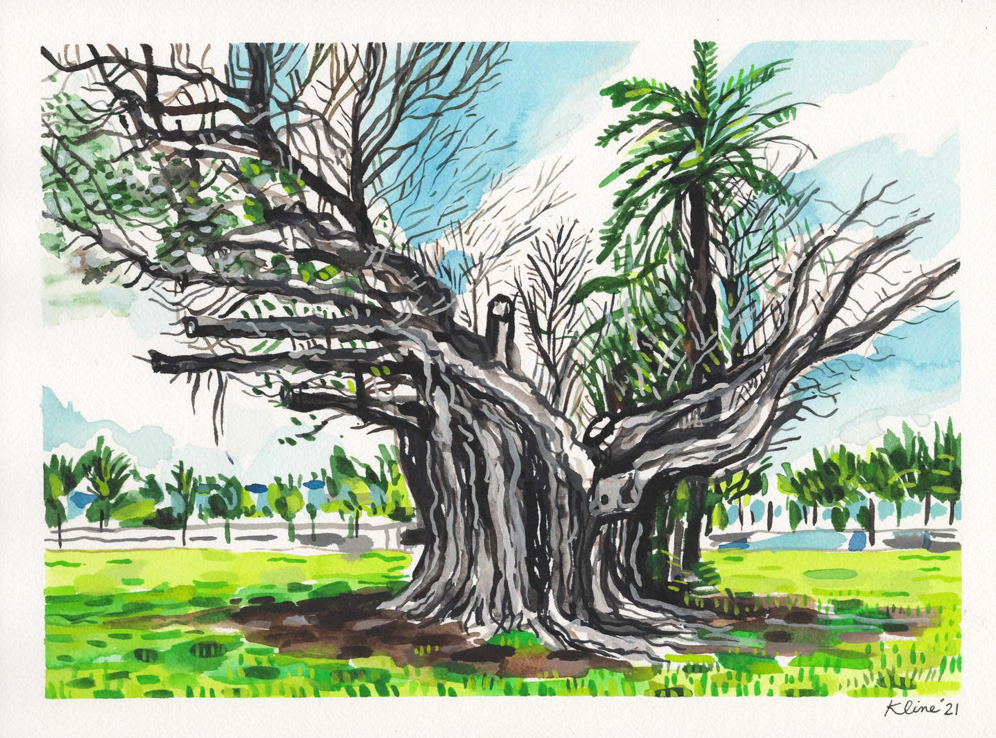 Tree in Key West, Florida. Watercolor on Paper. 9" x 12"